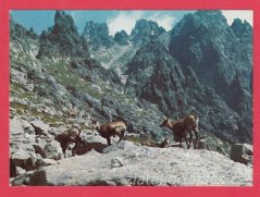 Vysoké Tatry - kamzíci