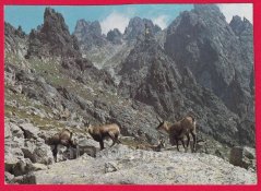 Velická dolina - kamzíci