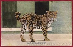 Jaguár