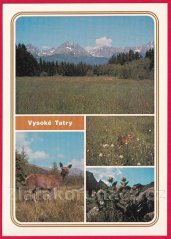 Vysoké Tatry - Mláďata jelena a srnky