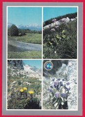 Vysoké Tatry - Zvonček alpínsky