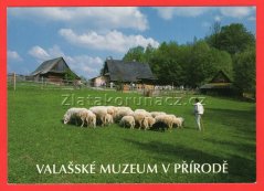 Rožnov pod Radhoštěm - ovečky