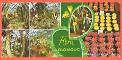 Olomouc-Flora,kaktusy