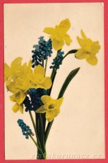 Narcisy